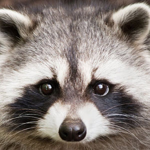 Meet your Posher, Brett